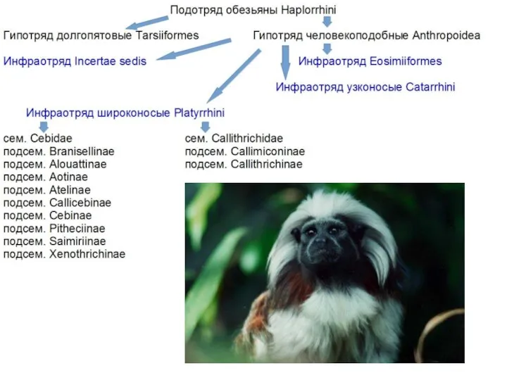 Подотряд обезьяны Haplorrhini Гипотряд долгопятовые Tarsiiformes Гипотряд человекоподобные Anthropoidea Инфраотряд Incertae