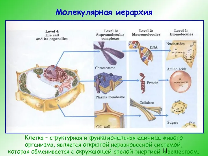 Молекулярная иерархия Клетка – структурная и функциональная единица живого организма, является