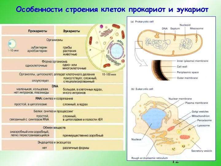 Особенности строения клеток прокариот и эукариот