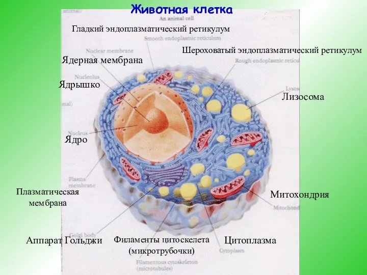 Ядрышко Ядерная мембрана Гладкий эндоплазматический ретикулум Шероховатый эндоплазматический ретикулум Лизосома Митохондрия