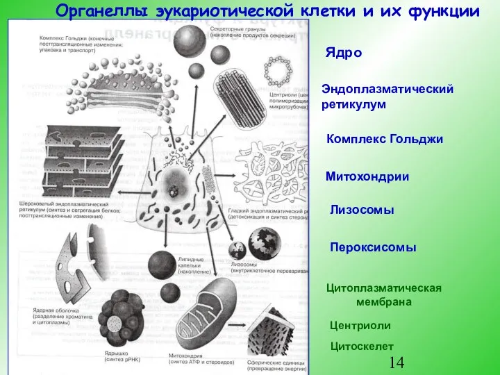 Органеллы эукариотической клетки и их функции Цитоплазматическая мембрана Ядро Эндоплазматический ретикулум