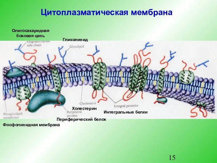 Фосфолипидная мембрана Периферический белок Интегральные белки Холестерин Гликолипид Олигосахаридная боковая цепь Цитоплазматическая мембрана