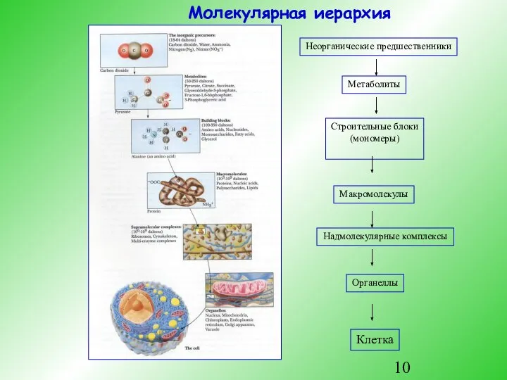 Молекулярная иерархия Неорганические предшественники Метаболиты Строительные блоки (мономеры) Макромолекулы Надмолекулярные комплексы Органеллы Клетка