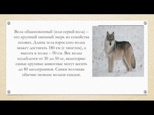 Волк обыкновенный (или серый волк) – это крупный хищный зверь из