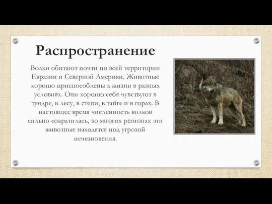 Распространение Волки обитают почти по всей территории Евразии и Северной Америки.
