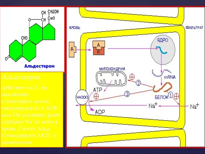Альдостерон действует по 2 –му механизму: стимулирует синтез оксидоредуктаз и АТФ