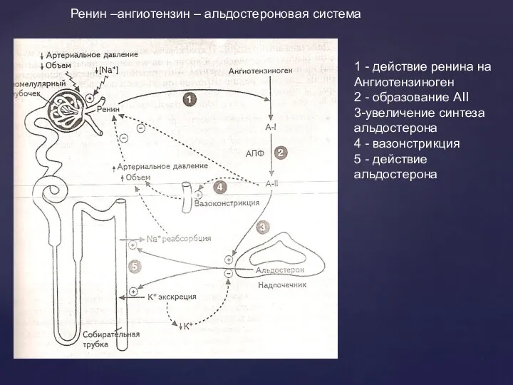 1 - действие ренина на Ангиотензиноген 2 - образование АII 3-увеличение