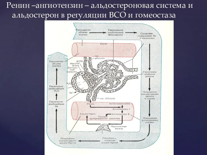 Ренин –ангиотензин – альдостероновая система и альдостерон в регуляции ВСО и гомеостаза