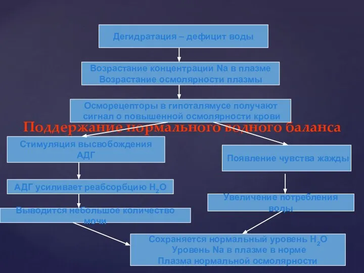 Поддержание нормального водного баланса Дегидратация – дефицит воды Возрастание концентрации Na