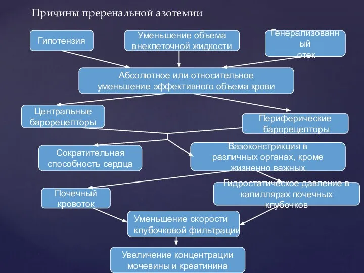 Причины преренальной азотемии Гипотензия Уменьшение объема внеклеточной жидкости Генерализованный отек Центральные