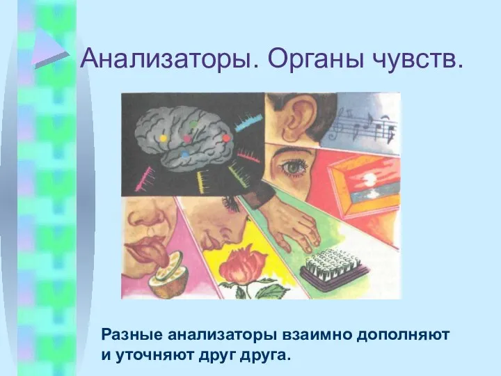 Анализаторы. Органы чувств. Разные анализаторы взаимно дополняют и уточняют друг друга.