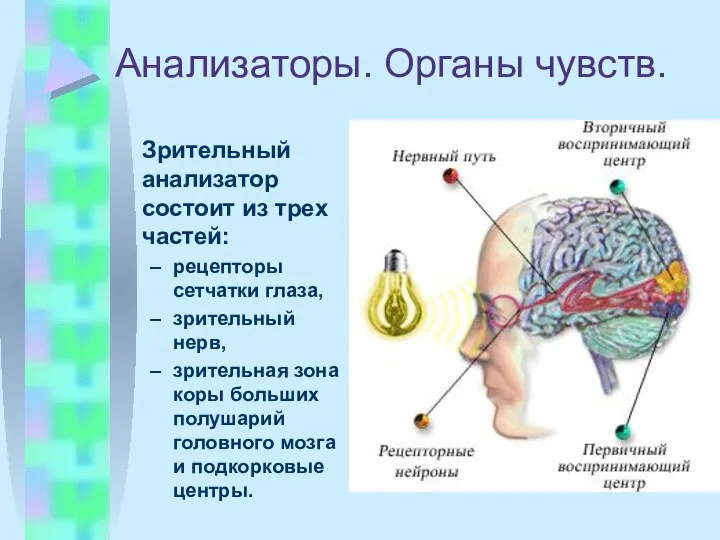 Анализаторы. Органы чувств. Зрительный анализатор состоит из трех частей: рецепторы сетчатки