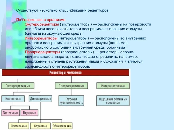 Существуют несколько классификаций рецепторов: По положению в организме Экстерорецепторы (экстероцепторы) —