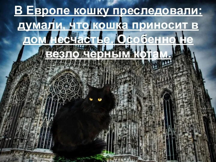 В Европе кошку преследовали: думали, что кошка приносит в дом несчастье. Особенно не везло черным котам.