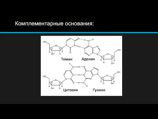 Комплементарные основания: