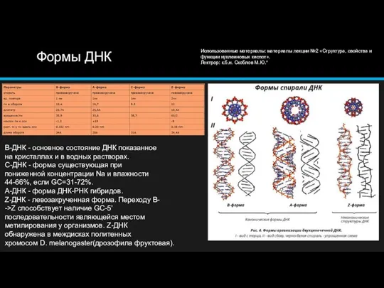 Формы ДНК В-ДНК - основное состояние ДНК показанное на кристаллах и