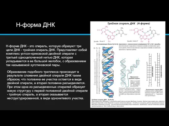 Н-форма ДНК Н-форма ДНК - это спираль, которую образуют три цепи