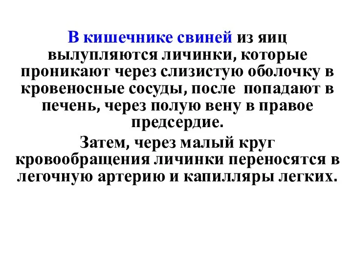 В кишечнике свиней из яиц вылупляются личинки, которые проникают через слизистую