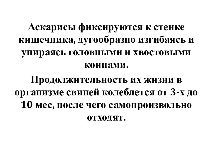 Аскарисы фиксируются к стенке кишечника, дугообразно изгибаясь и упи­раясь головными и