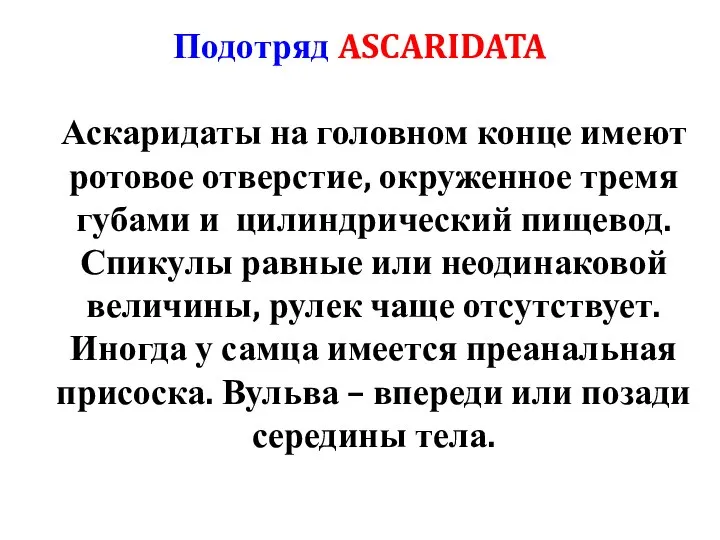 Подотряд ASCARIDATA Аскаридаты на головном конце имеют ротовое отверстие, окруженное тремя