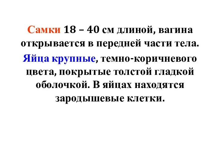 Самки 18 – 40 см длиной, вагина открывается в передней части