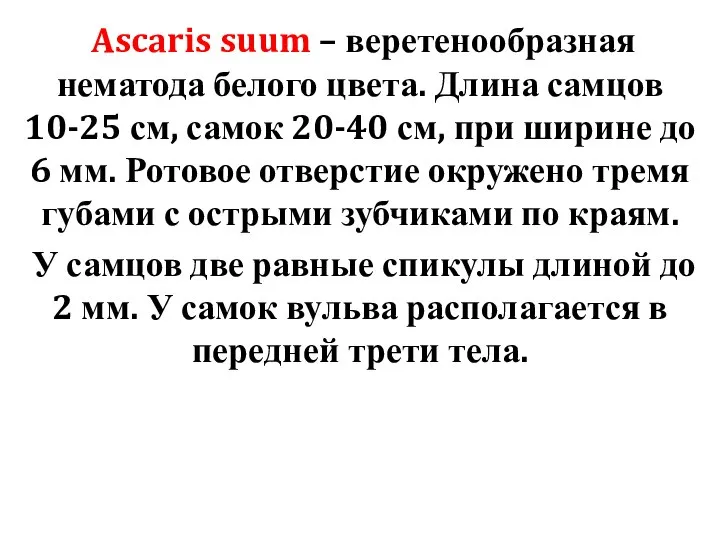 Ascaris suum – веретенообразная нематода белого цвета. Длина самцов 10-25 см,