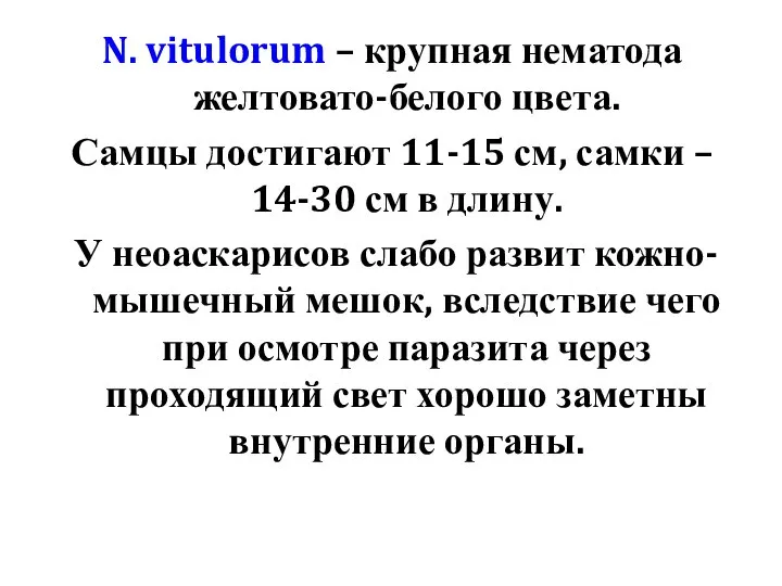 N. vitulorum – крупная нематода желтовато-белого цвета. Самцы достигают 11-15 см,