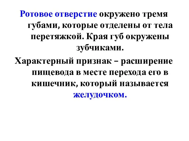 Ротовое отверстие окружено тремя губами, которые отделены от тела перетяжкой. Края