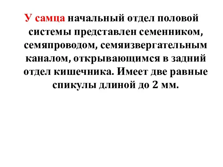 У самца начальный отдел половой системы представлен семенником, семяпроводом, семяизвергательным каналом,