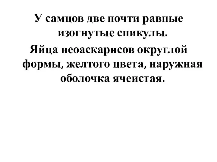 У самцов две почти равные изогнутые спикулы. Яйца неоаскарисов округлой формы, желтого цвета, наружная оболочка ячеистая.