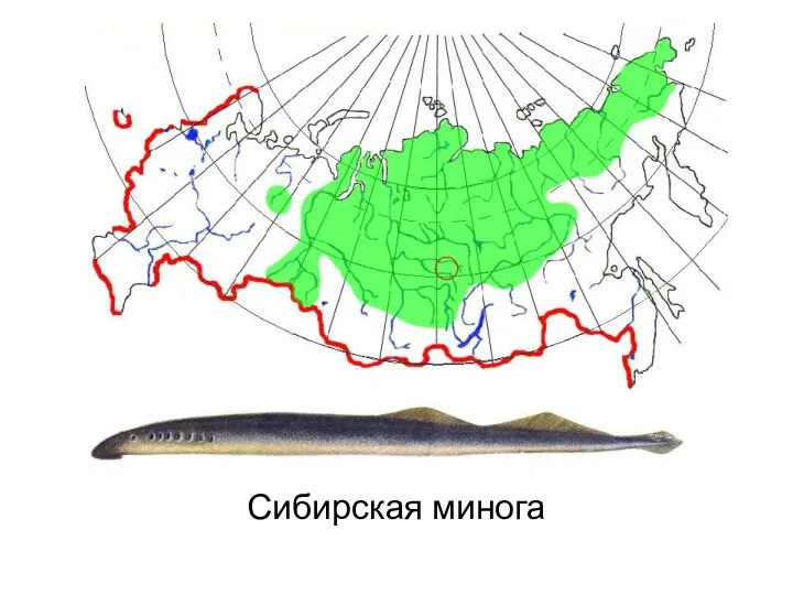 Сибирская минога