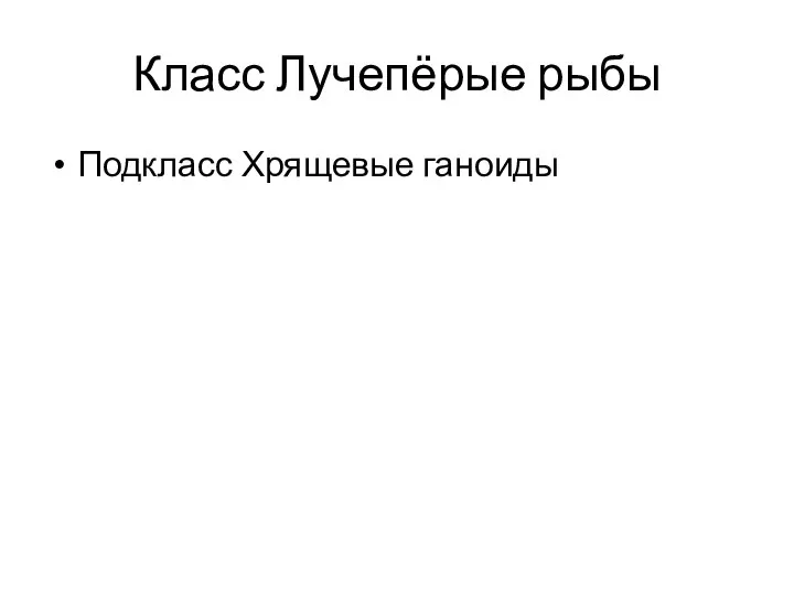 Класс Лучепёрые рыбы Подкласс Хрящевые ганоиды