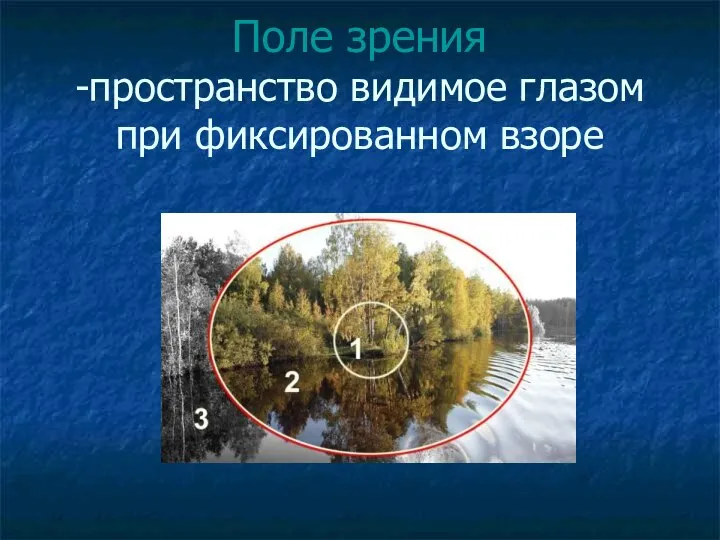 Поле зрения -пространство видимое глазом при фиксированном взоре