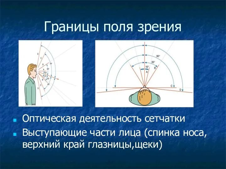 Границы поля зрения Оптическая деятельность сетчатки Выступающие части лица (спинка носа,верхний край глазницы,щеки)