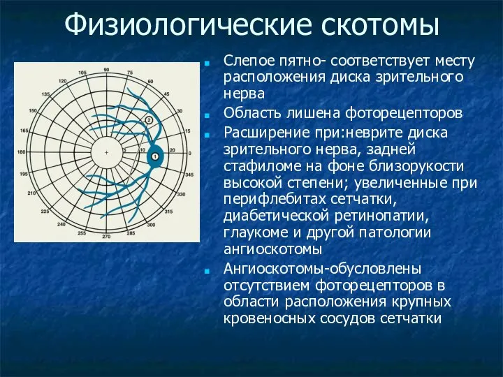 Физиологические скотомы Слепое пятно- соответствует месту расположения диска зрительного нерва Область