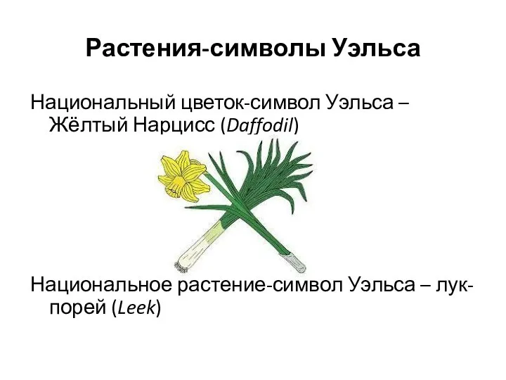 Растения-символы Уэльса Национальный цветок-символ Уэльса – Жёлтый Нарцисс (Daffodil) Национальное растение-символ Уэльса – лук-порей (Leek)