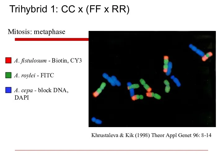 Trihybrid 1: CC x (FF x RR) A. fistulosum - Biotin,