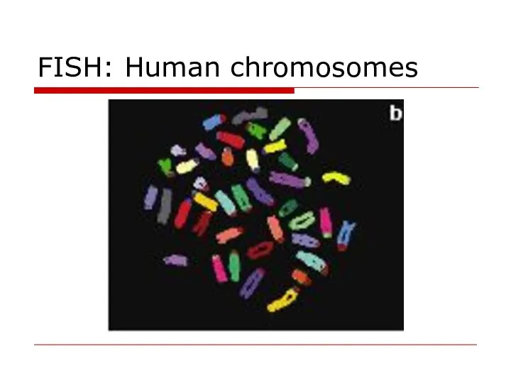 FISH: Human chromosomes