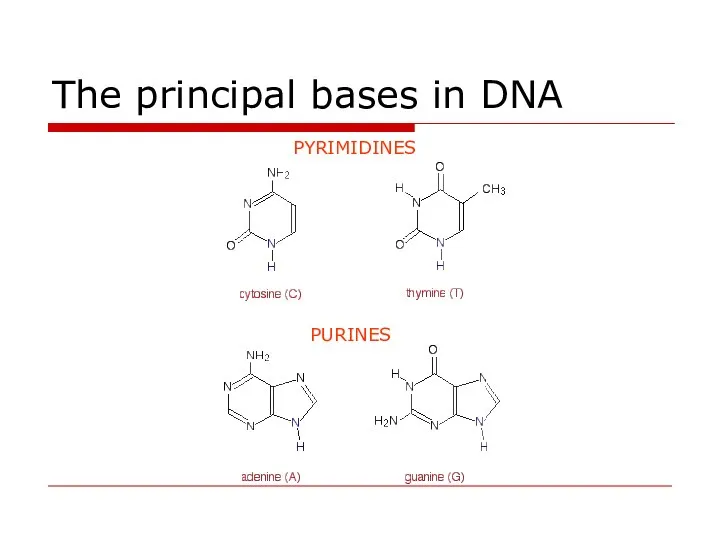 The principal bases in DNA PURINES PYRIMIDINES