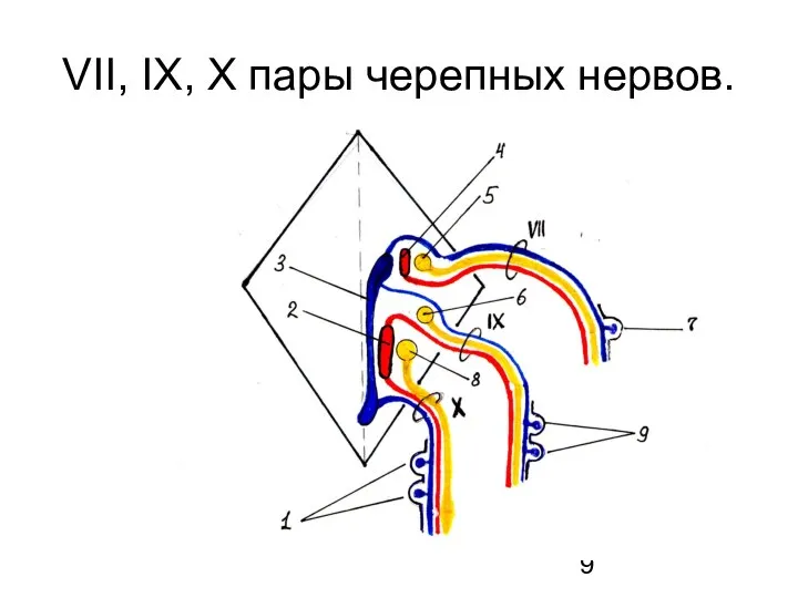 VII, IX, X пары черепных нервов.