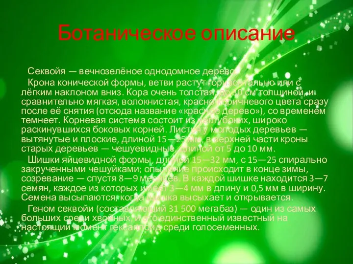 Ботаническое описание Секвойя — вечнозелёное однодомное дерево. Крона конической формы, ветви