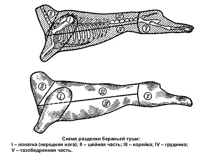 Схема разделки бараньей туши: I – лопатка (передняя нога); II –