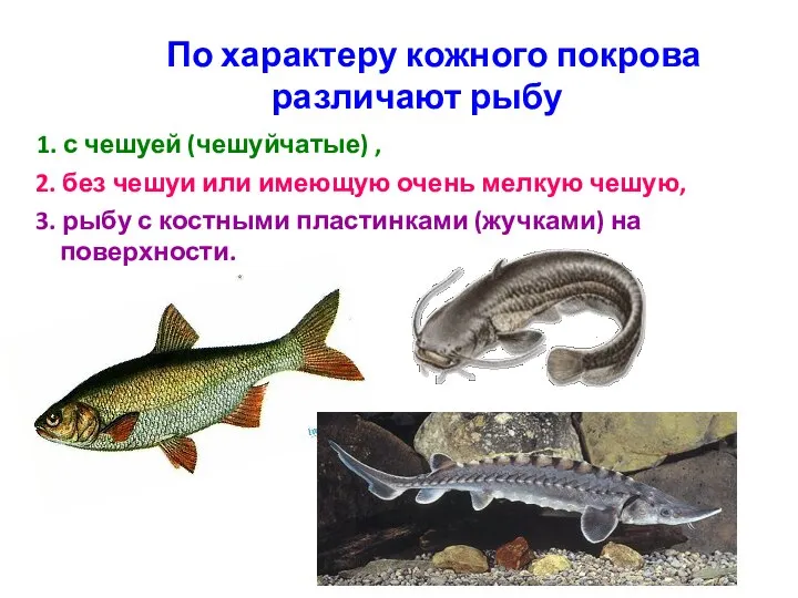 По характеру кожного покрова различают рыбу 1. с чешуей (чешуйчатые) ,
