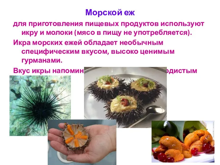 Морской еж для приготовления пищевых продуктов используют икру и молоки (мясо