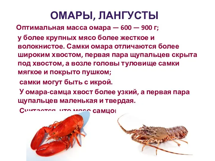 ОМАРЫ, ЛАНГУСТЫ Оптимальная масса омара — 600 — 900 г; у
