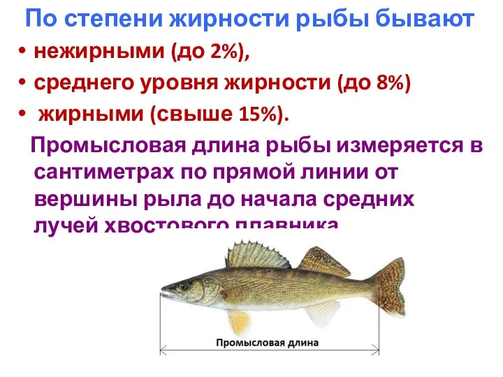 По степени жирности рыбы бывают нежирными (до 2%), среднего уровня жирности