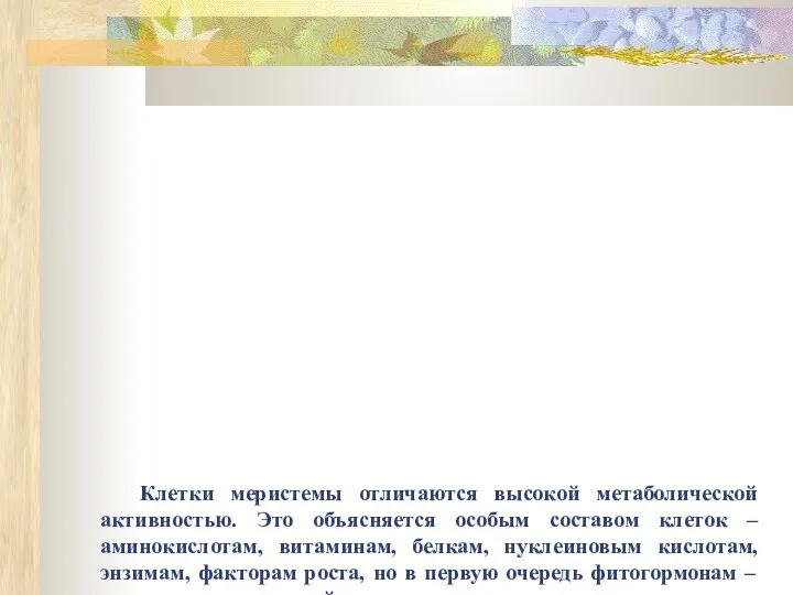 Клетки меристемы отличаются высокой метаболической активностью. Это объясняется особым составом клеток