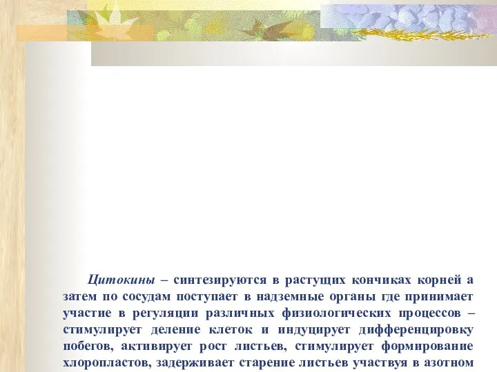 Цитокины – синтезируются в растущих кончиках корней а затем по сосудам