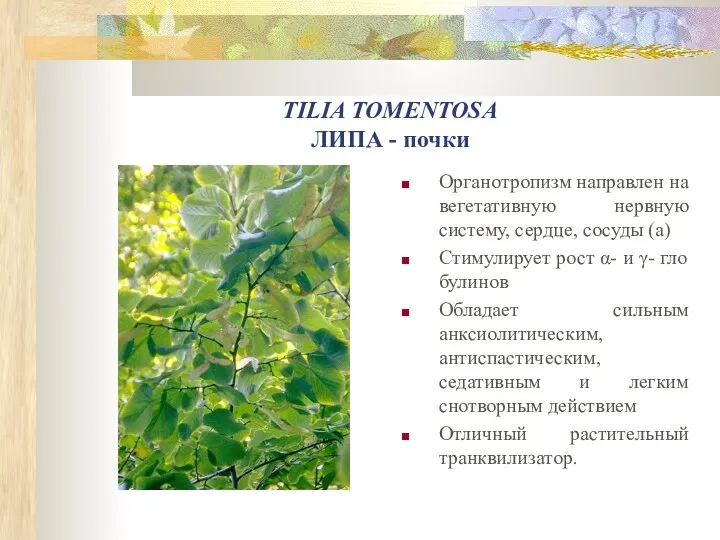 TILIA TOMENTOSA ЛИПА - почки Органотропизм направлен на вегетативную нервную систему,