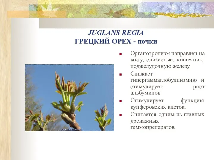 JUGLANS REGIA ГРЕЦКИЙ ОРЕХ - почки Органотропизм направлен на кожу, слизистые,